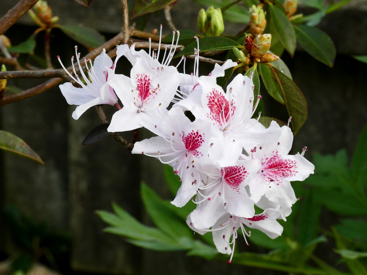 R. yunnanense